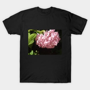 Beautiful photograph of hydrangea flowers T-Shirt